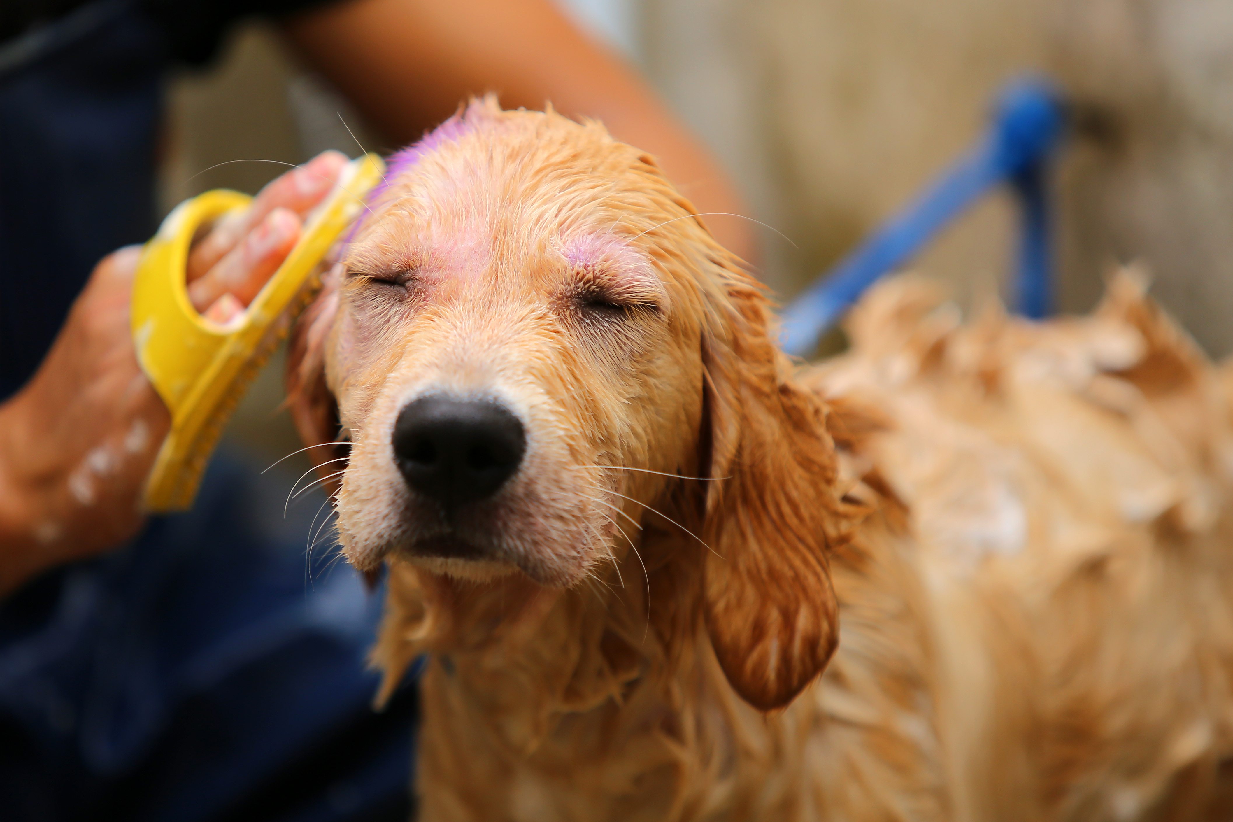 Professional pet services